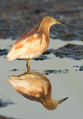 Indian pond heron and reflection