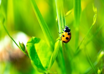 Ladybug 