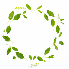 Closeup green fresh basil leaves (Ocimum basilicum) and flower isolated on white background. Herbal medicine plant concept.Top view. Flat lay.
