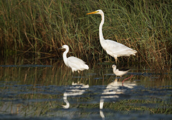 The Great as well as little egret at Asker Marsh, Bahrain