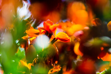 Blumen Orange Gelb Sommer Bokeh offenblende