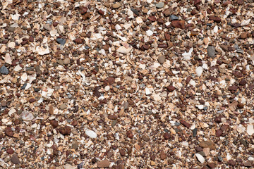 Sand and some shell at the beach texture.