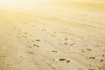 Footprints in the desert sand. 