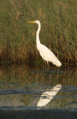 Great Egret at Asker Marsh, Bahrain