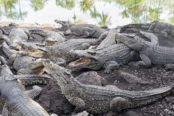 Flock of crocodiles resting on the bank of a tropical river