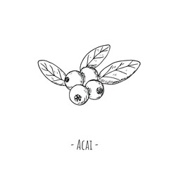 Acai berries. Isolated objects on white. Vector cartoon illustration. Hand-drawn style.