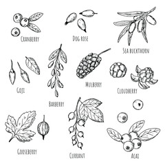 Berries. Vector cartoon illustrations. Isolated objects on a white background. Hand-drawn style.