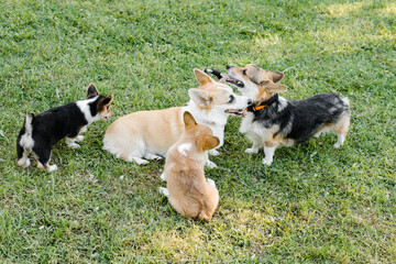 Obraz na płótnie Canvas puppies and adult Corgi dogs on the green in a Sunny sunset