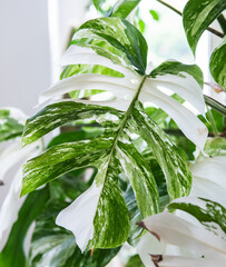 Urban jungle - Zimmerpflanzen - Monstera - Monstera Deliciosa Variegata