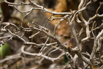 Background of driftwood, dry driftwood, snag, driftwood, branches. Sicily, Italy, Rocca di Cefalu