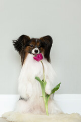 Cute little papillon dog with a tulip. Funny Toy continental spaniel dog is sitting.