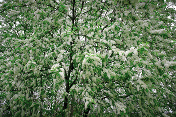 Fototapeta premium bird cherry flowers in spring. Background and texture.