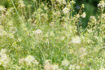 Capsella bursa-pastoris also known as shepherd`s purse plant green spring background