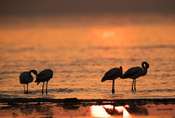 Greater Flamingos in the morning, Asker, Bahrain