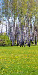Birch grove and lawn with dandelions in spring. Vertical image.