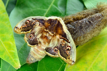 Moth, Saturnia pyri, the Giant Peacock moth, Great Peacock moth, Giant Emperor moth or Viennese emperor (Lepidoptera: Saturniidae). Emerging from cocoon 