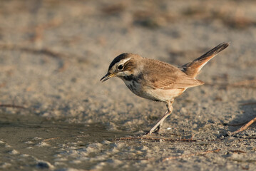 Beautiful Bluethroat, Bahrain