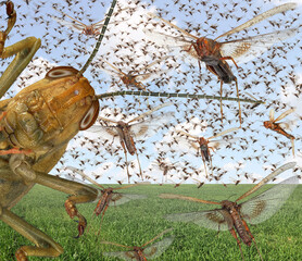 Migratory locust swarm. Locusta migratoria. Acrididae. Oedipodinae. Agriculture and pest control  - obrazy, fototapety, plakaty