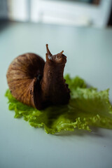 Achatina big snail sits on lettuce leaf