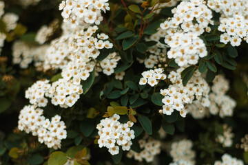 White meadowsweet, pipesteam  or spiraea alba flower texture