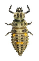 Larvae of ladybug (ladybird) (Coleoptera: Coccinellidae) isolated on a white background 