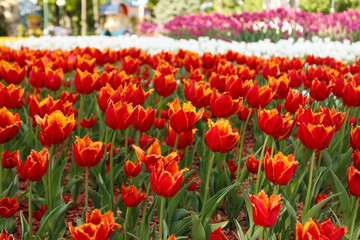 A flowerbed in the park  full of  red and white tulips