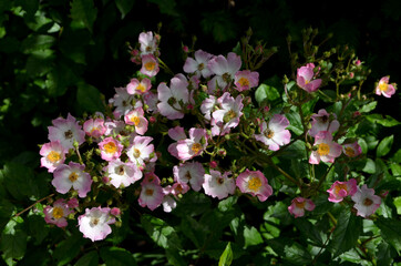 Large green bush with fresh vivid pink and white roses in full bloom and green leaves in a garden in a sunny summer day, beautiful outdoor floral background photographed with soft focus
