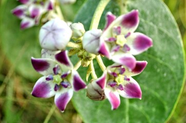 pink and white wild flowers
