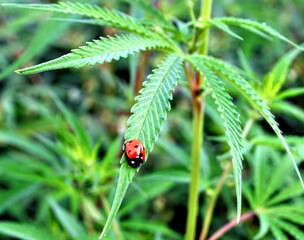 ladybird on a leaf