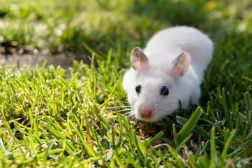 Funny hamster in green grass