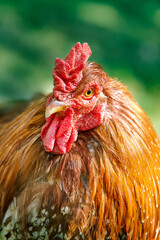 Frontal head shot of a red rooster against green bokeh