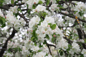 Blooming apple tree