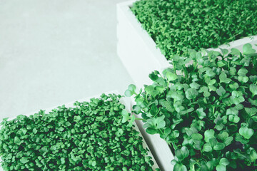 Microgreens in white wooden boxes. Concept of home gardening and growing greenery indoors