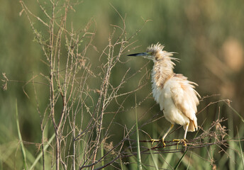 Indian pond heron, Bahrain