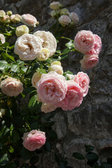 roses devant un mur