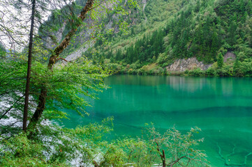 Beautiful and fresh scenery along the crystal clear lake with green algae, reflection and trees perfect for mind relaxing during holidays at Jiuzhaigou Valley National Park.