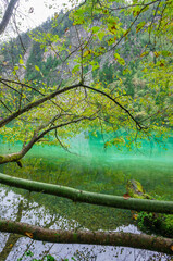 Fototapeta premium Beautiful and fresh scenery along the crystal clear lake with green algae, reflection and trees perfect for mind relaxing during holidays at Jiuzhaigou Valley National Park.