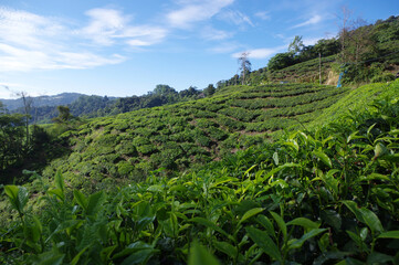 Les Cameron Highlands, &Eacute;tat de Pahang, Malaisie