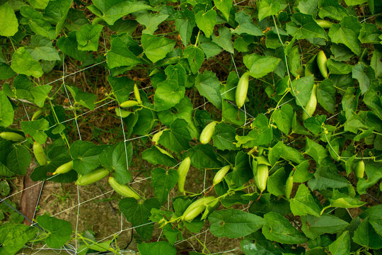 Achocha potol seed plants. The POINTED GOURD (Trichosanthes dioica Roxb.) is usually propagated through vine cuttings and root suckers.