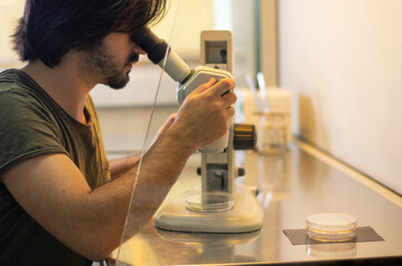 Young researcher looking through a stereo microscope inside a laminar flow cabinet used to tissue...