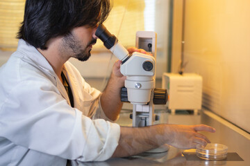 Young researcher looking through a stereo microscope inside a laminar flow cabinet used to tissue...