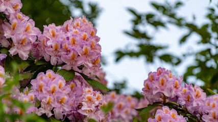 Pink flowers in the garden