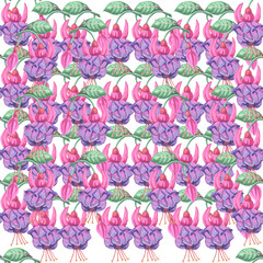 illustration fuchsia flower beauty in nature