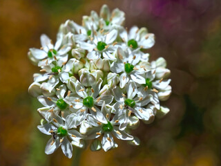 Beautiful isolated white blossoms of leek