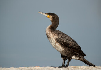 Great Cormorant at the bank of Buhair lake