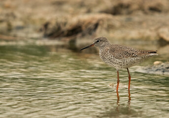 Redshank at Asker Marsh, Bahrain