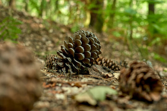 field pineapples on the ground in a forest