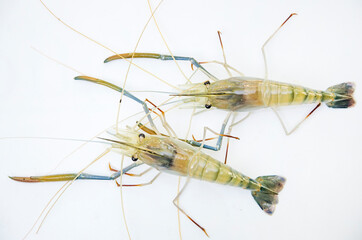 Top view of giant freshwater prawns on white background