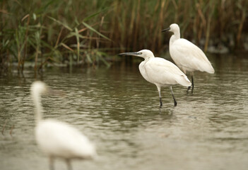 Western reef egret white morphed and little egrest at Asker Marsh