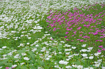 White and pink cosmos flower field